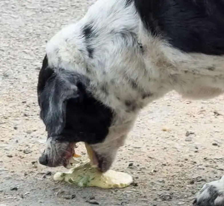 Hund opkast