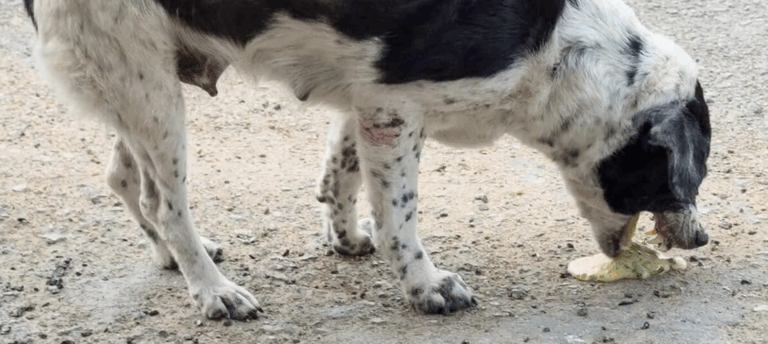 Hund opkast