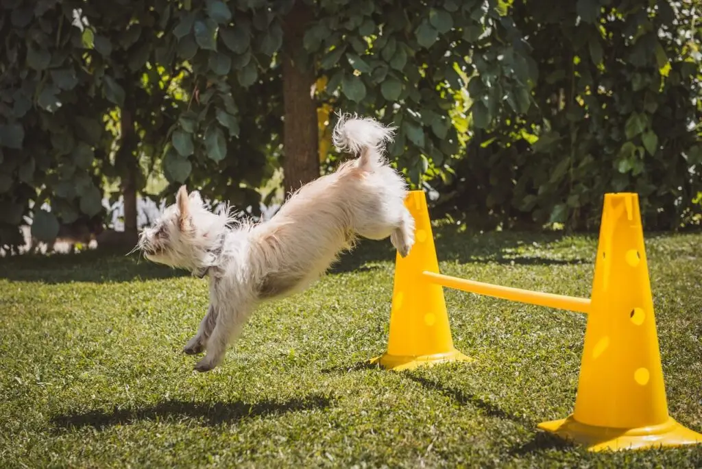 Lydighedstræning hund