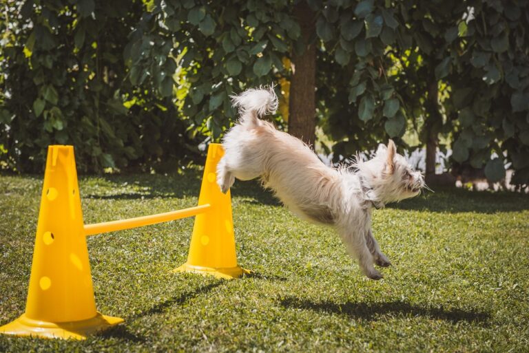 Lydighedstræning hund