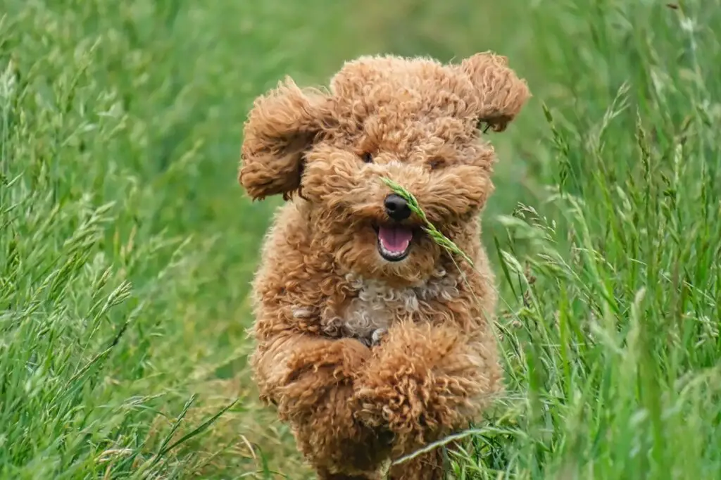 Allergivenlig hund