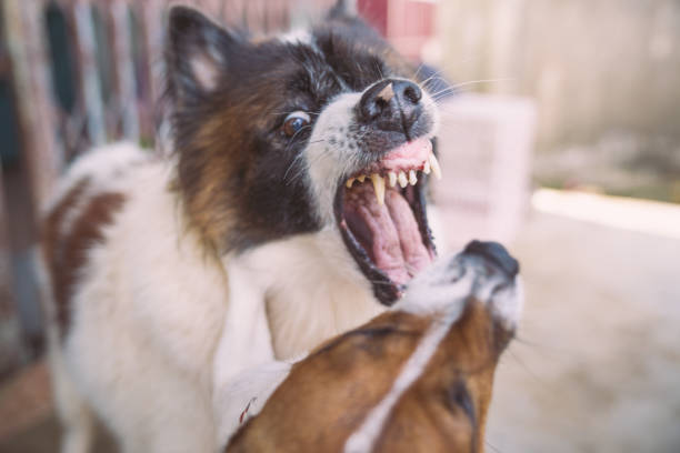 Pludselig aggressiv adfærd hund