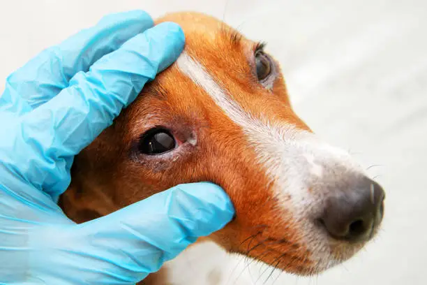 Øjenbetændelse hos hunde