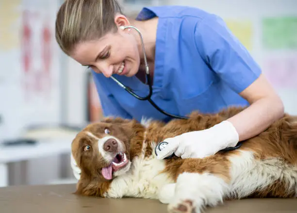 Ændret adfærd efter sterilisation hund