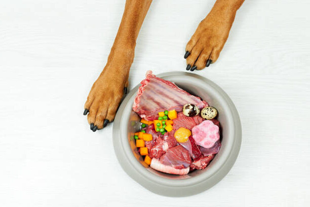 Skånekost hund