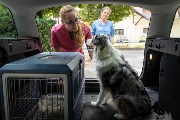 Transportbur til hund