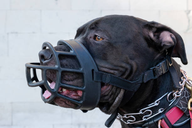 Mundkurv hund