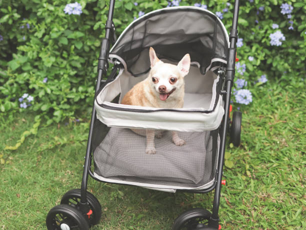 Hunde klapvogn
