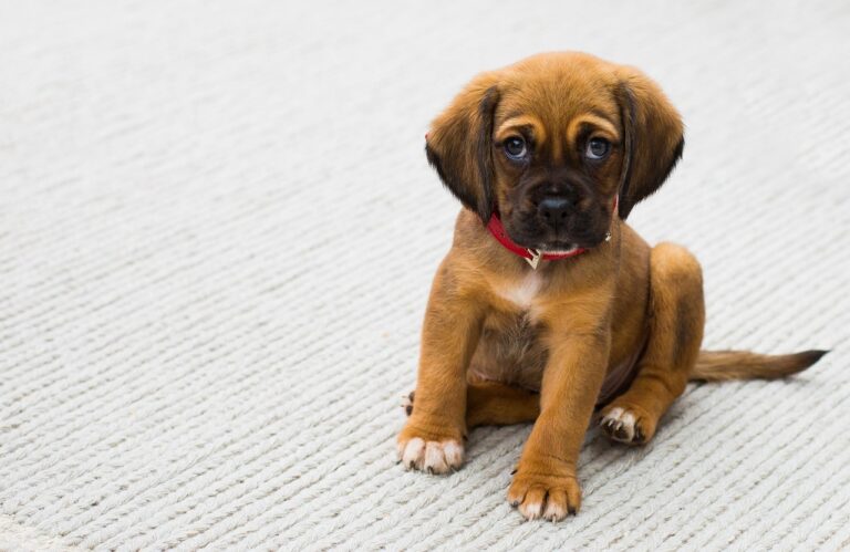 Hvor længe er en hund hvalp