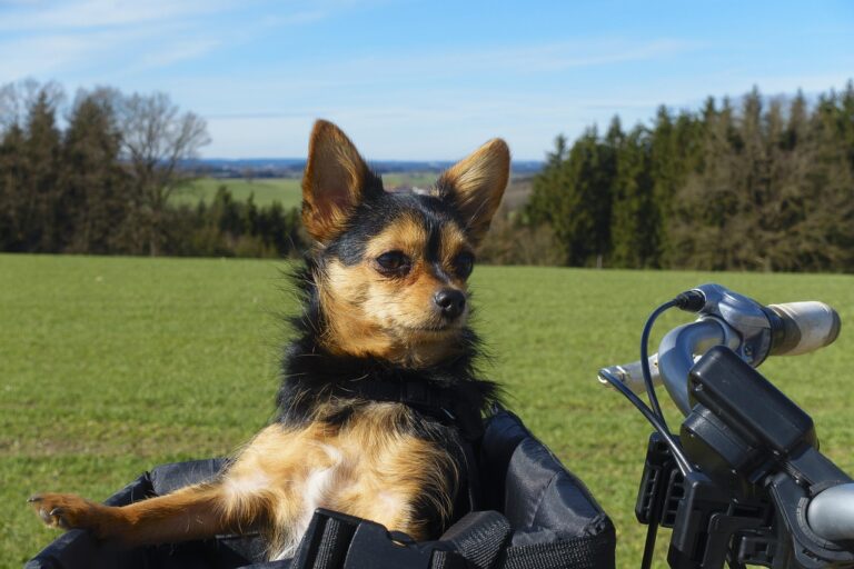 Cykelkurv til hunde